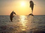 des dauphins